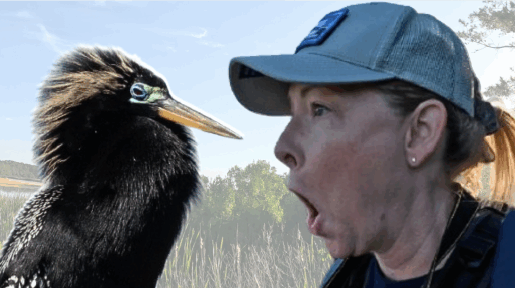 Why I Love Anhingas!